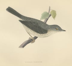 Barred Warbler on a Leafy Twig, Antique Hand Colored Bird Plate, Morris, 1896