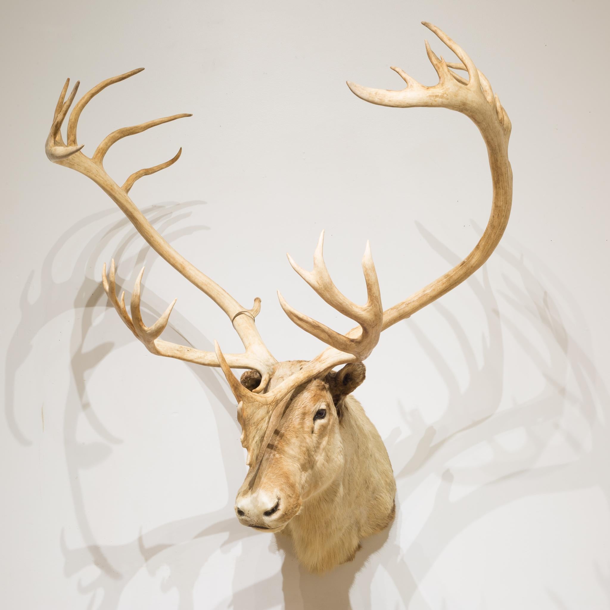 About

This is an original Barren Ground Caribou taxidermy circa 1970, from Northern Canada. The animal is tagged. The piece has retained its original antlers and is in good condition with appropriate patina for its age. There is some minor damage