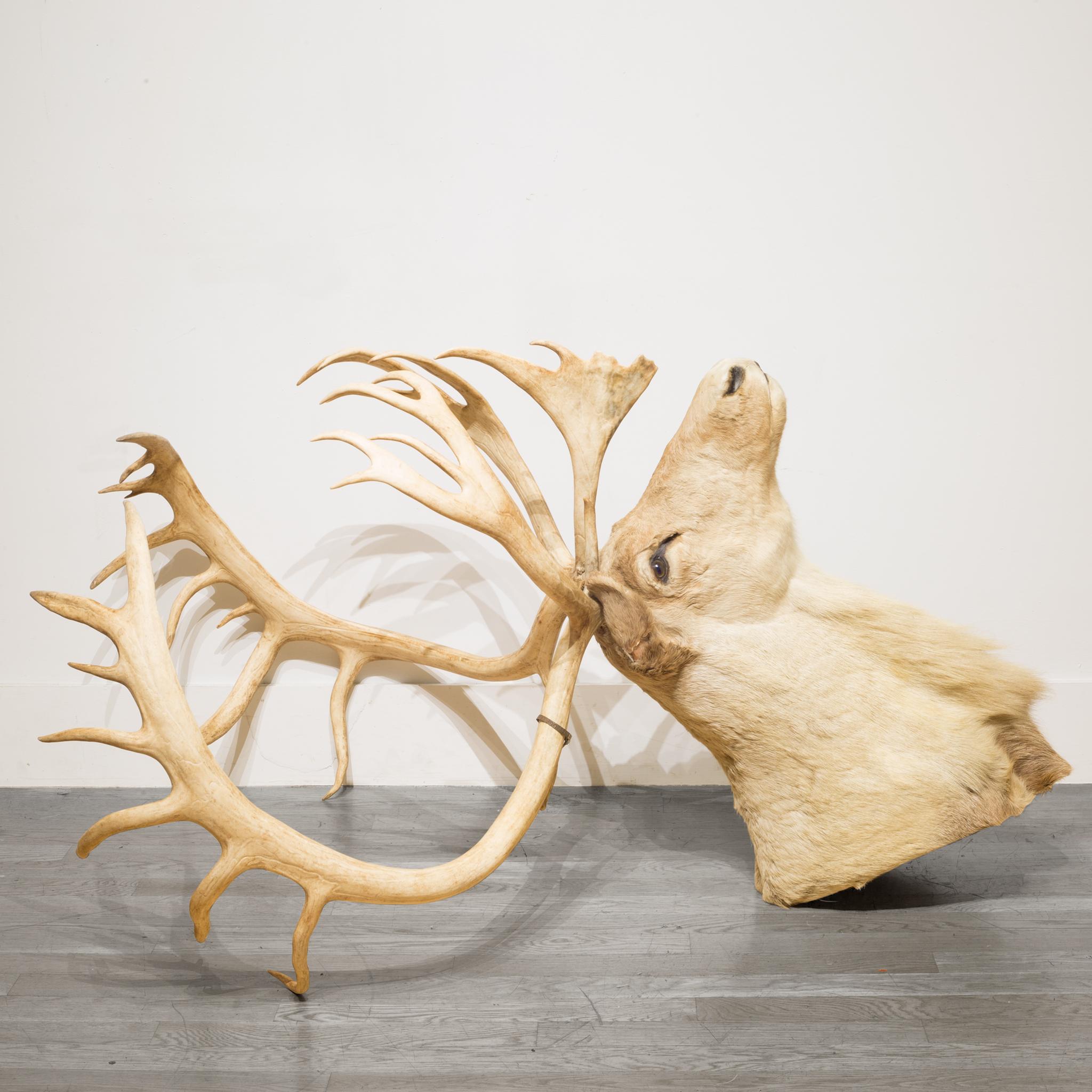 20th Century Barren Ground Caribou Taxidermy, circa 1970