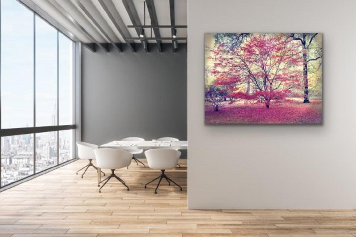 Autumn Hues by Barry Cawston. Large Photographic Print with Acrylic Face Mount For Sale 1