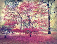 Huiles d'automne de Barry Cawston. Grande impression photographique avec montage sur face acrylique