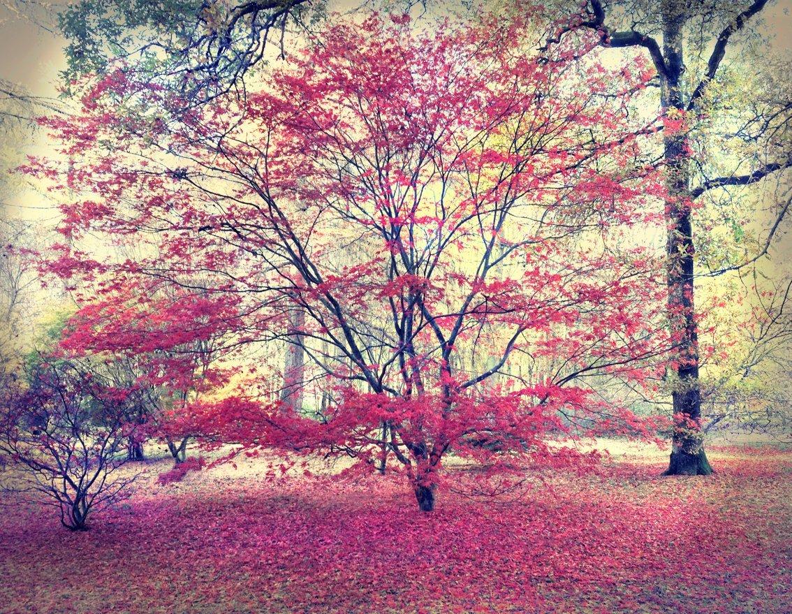 Los colores del otoño resplandecen en las hojas que se desprenden de un árbol del bosque.
–
Los paisajes de Cawston están llenos de delicados tonos armoniosos.  Resuenan sentimientos y dejan al espectador embelesado, perdido en los detalles como si