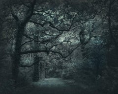 Dark Oaks by Barry Cawston 120 x 100cm C-type photograph with Acrylic Face-Mount