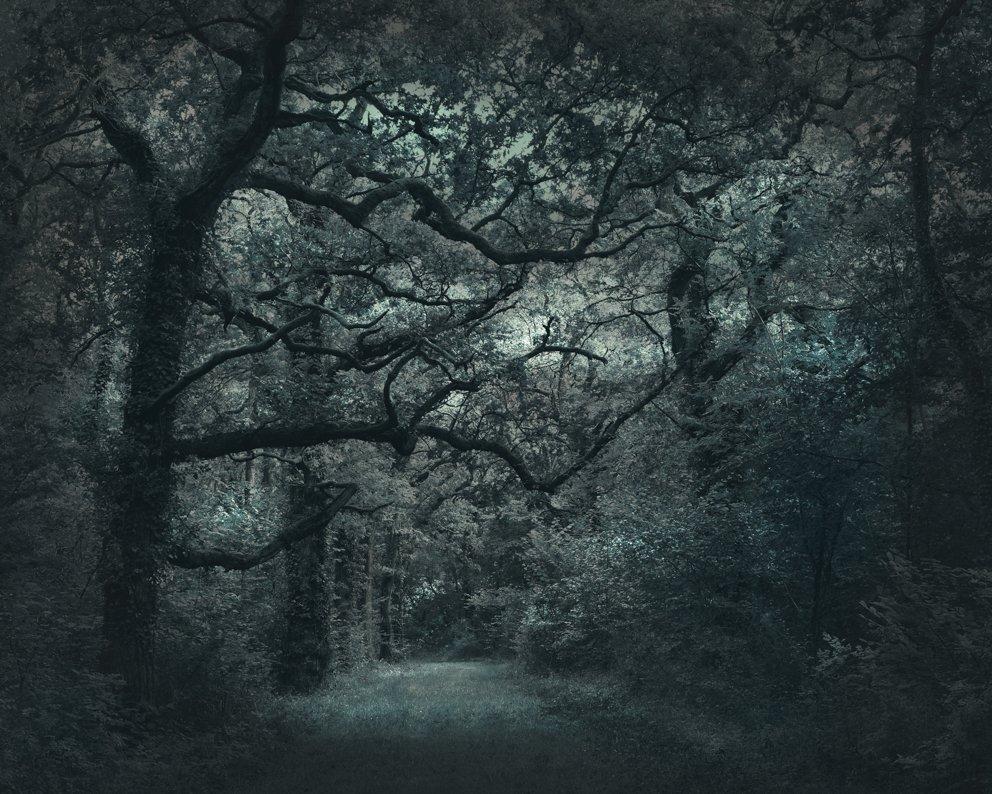 An avenue of ancient oaks…
–
Cawston’s landscapes are filled with delicate harmonious tones.  They resonate feeling and leave the viewer rapt, lost in the detail as if listening to the echoes of a half-remembered symphony.  Poetical visions of paths
