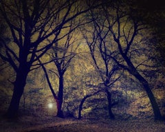 Lantern in the Forest by Barry Cawston. Photographic Print