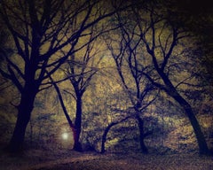 Lantern in the Forest by Barry Cawston. Lrg Photo Print w/ Acrylic Face Mount