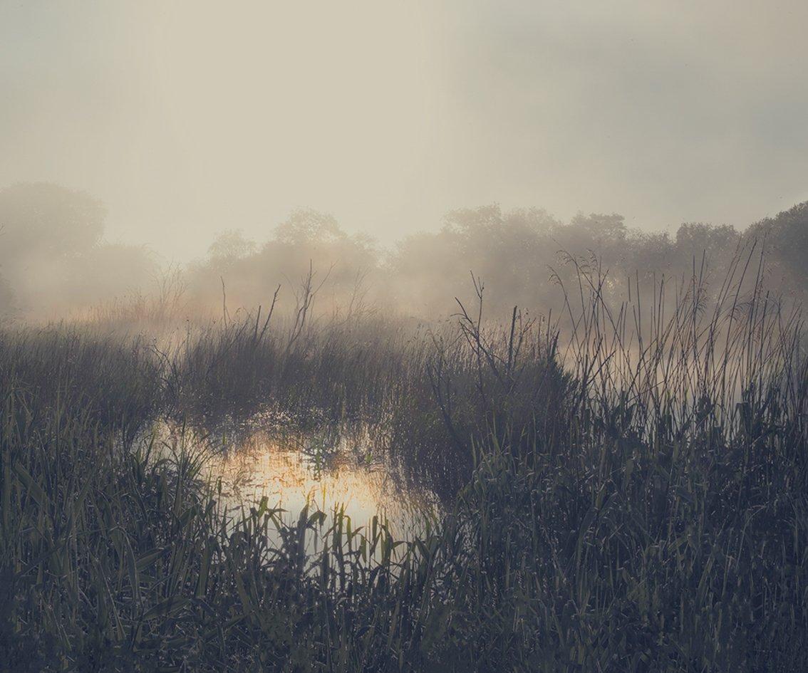 Early morning mists drift across reed beds of the Somerset levels
–
Cawston’s landscapes are filled with delicate harmonious tones.  They resonate feeling and leave the viewer rapt, lost in the detail as if listening to the echoes of a