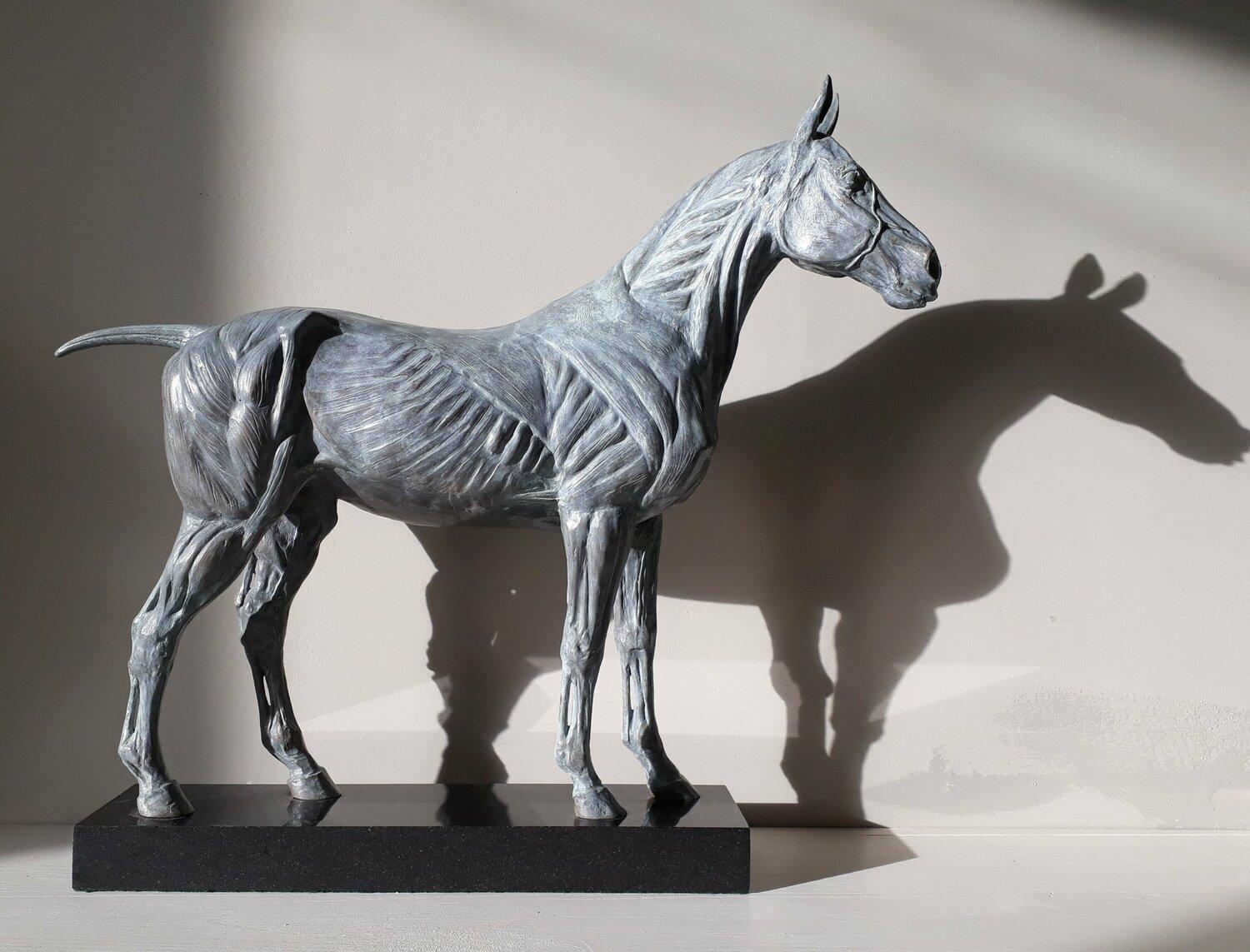 Étude anatomique du cheval - Sculpture de Barry Davies
