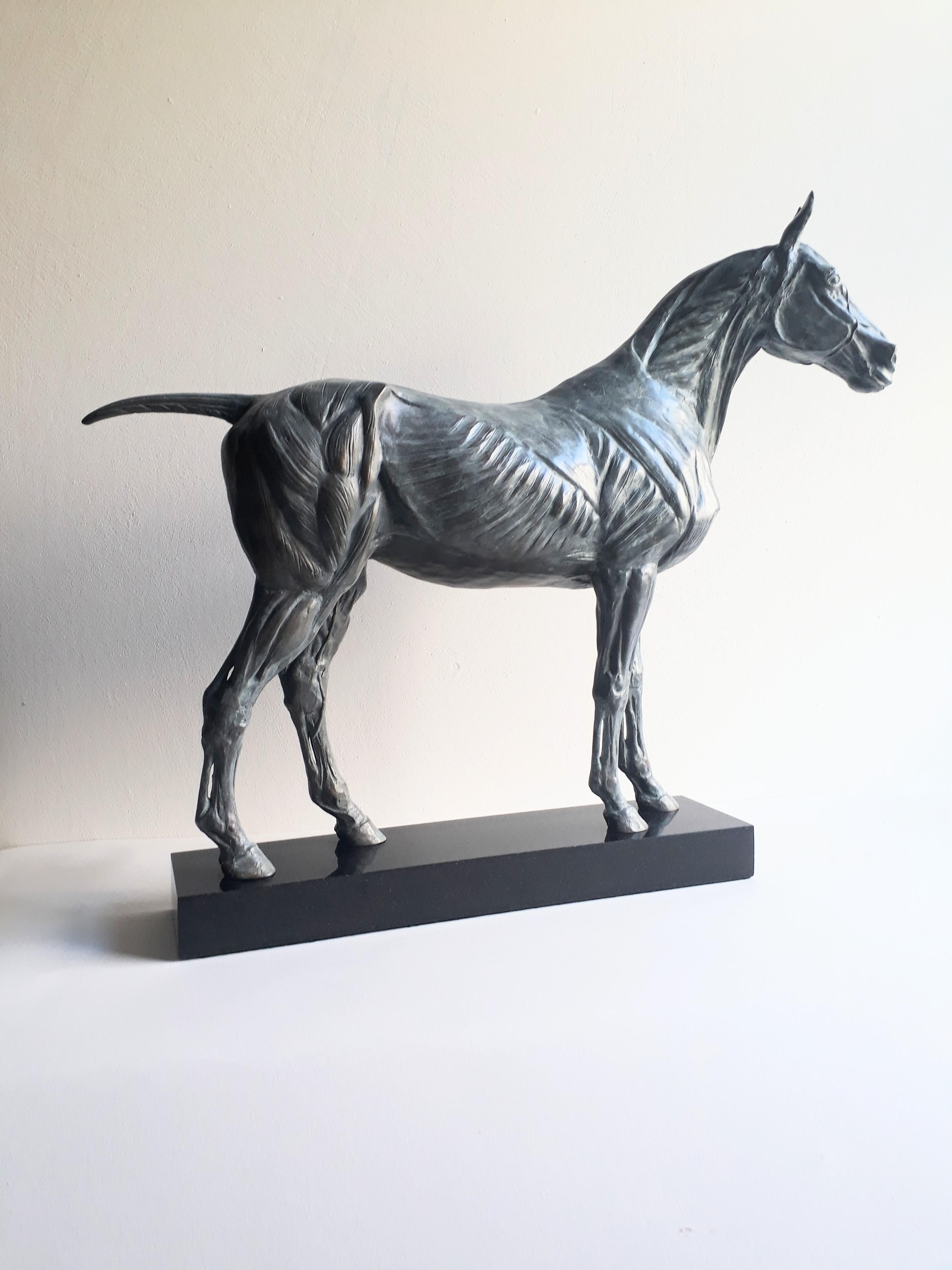 Figurative Sculpture Barry Davies - Étude anatomique du cheval