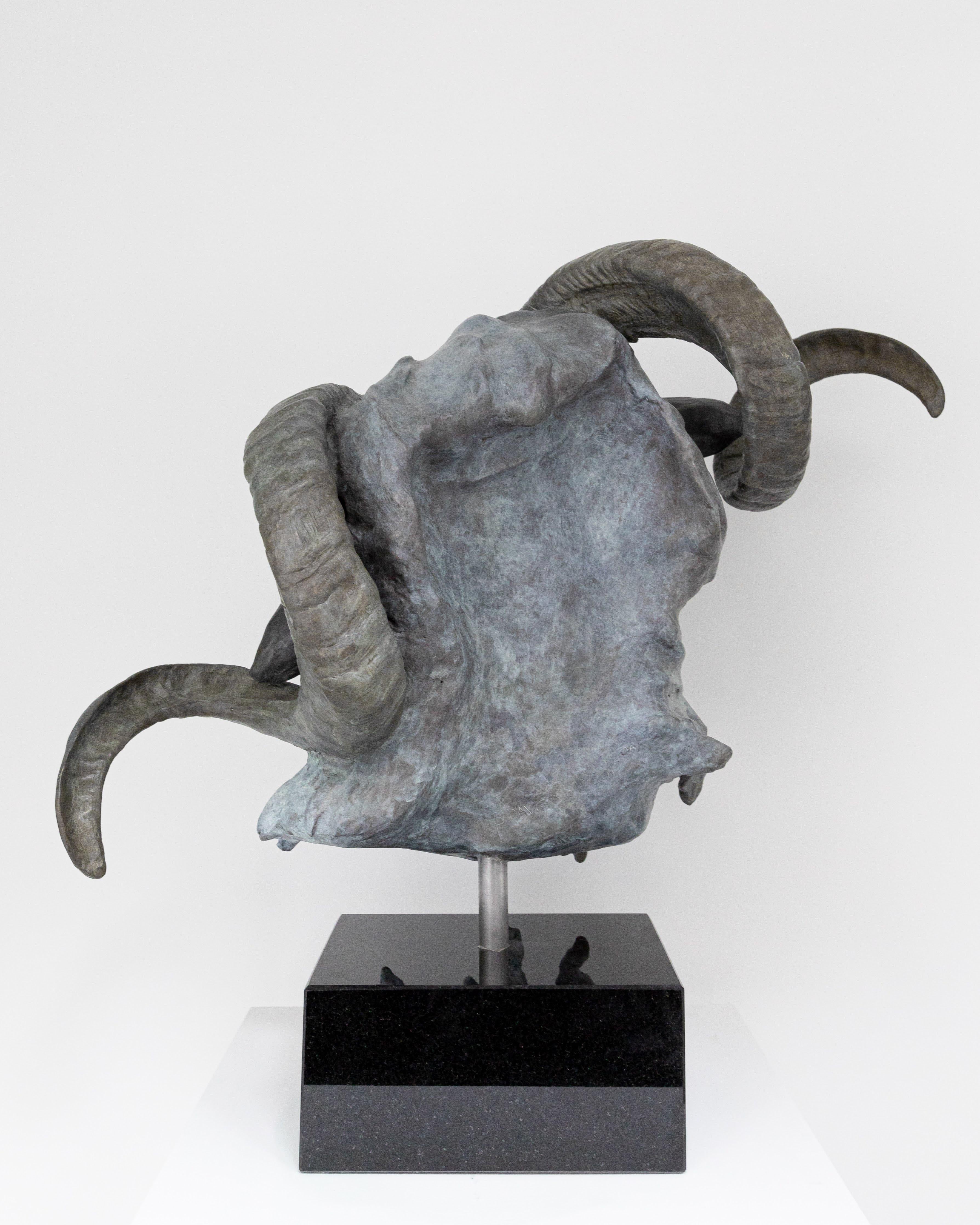 This portrait bust of a Scottish blackface ram that occupies an active use of space, is the ideal subject matter for a dynamic, bold yet serene bronze sculpture. The ram's magnificent horns wildly spiralling out from this sculpture command attention