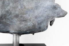 Scottish Blackface Ram (Ovis Aries)