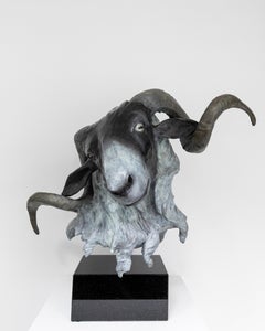 Scottish Blackface Ram (Ovis Aries)