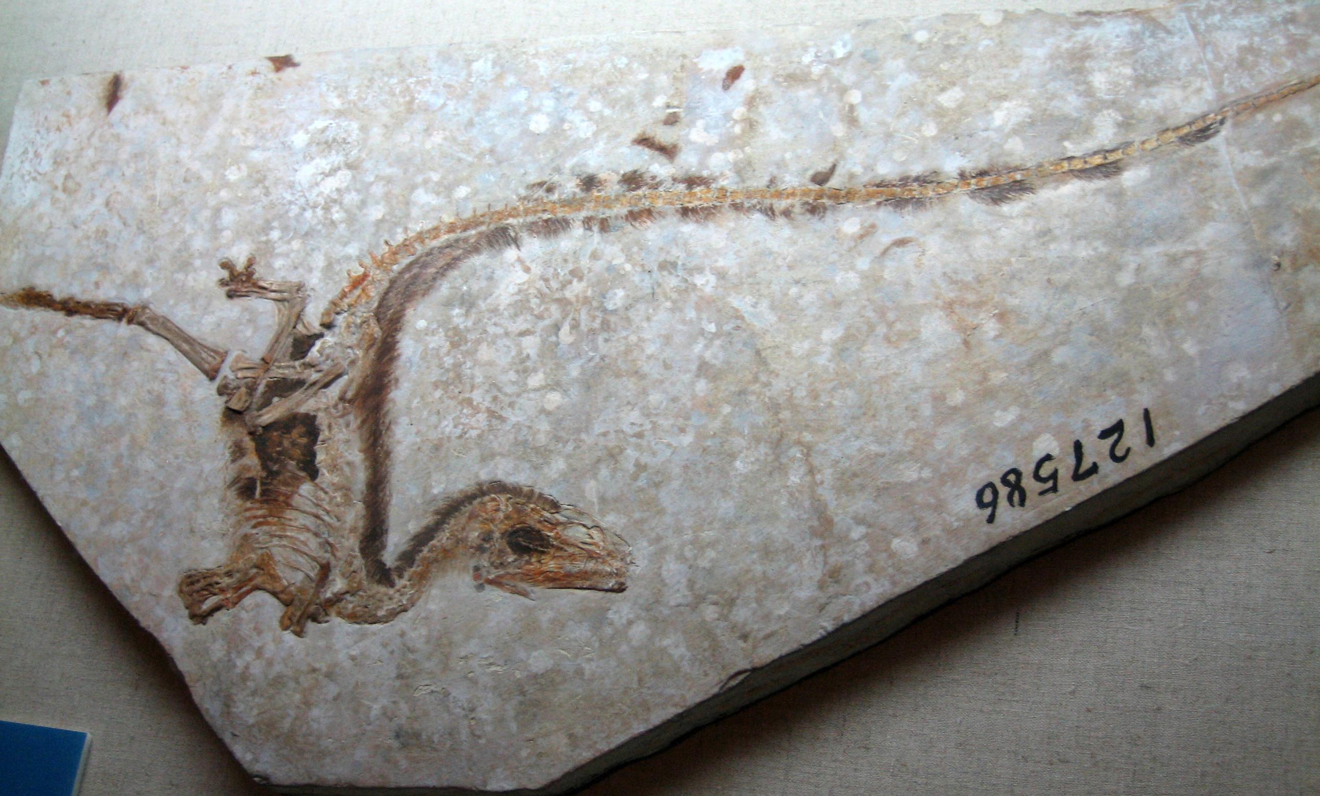 Sinosaurusopteryx Prima en vente 4