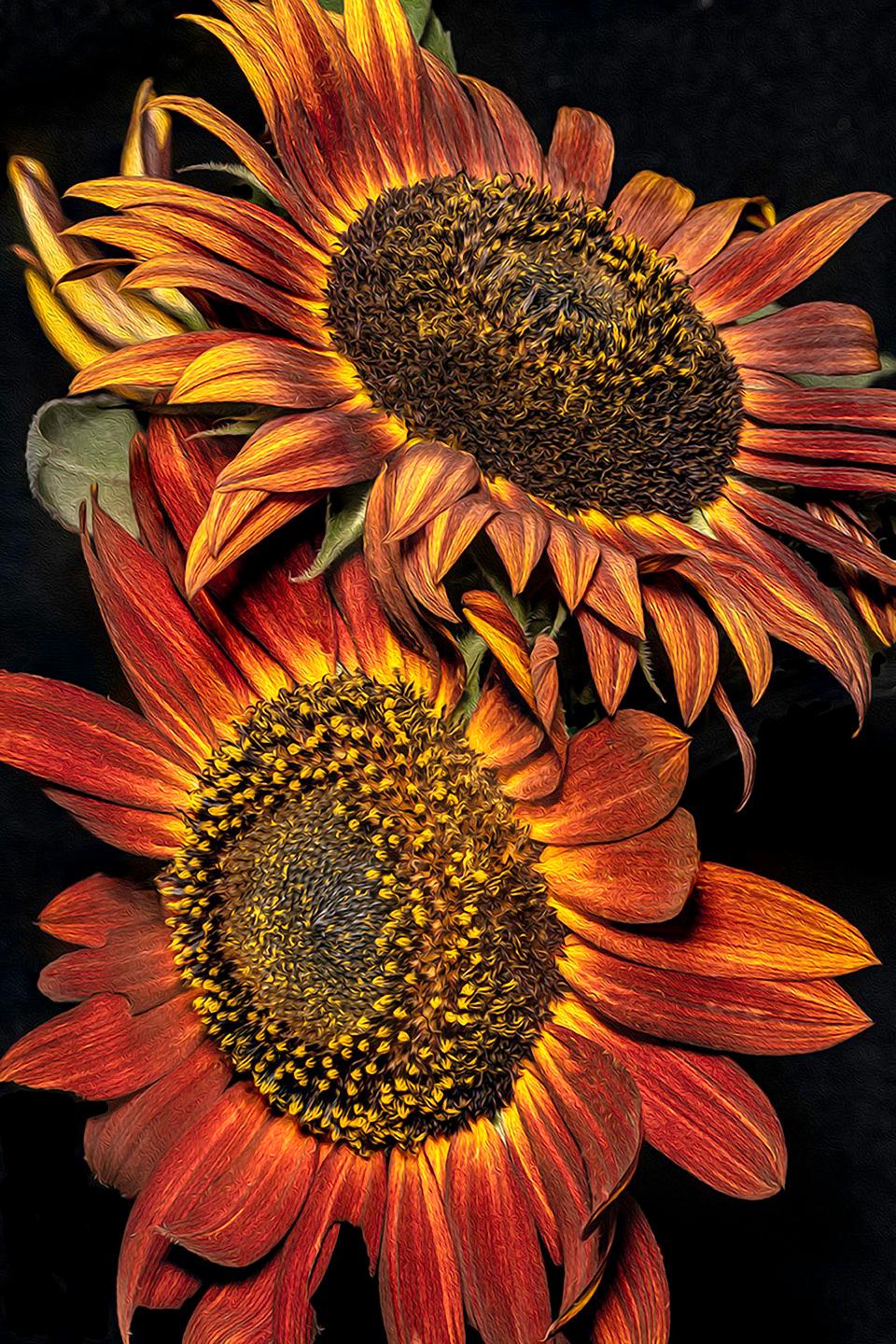 Barry Guthertz Color Photograph - Bronze Sunflowers