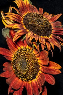 Tournesols en bronze