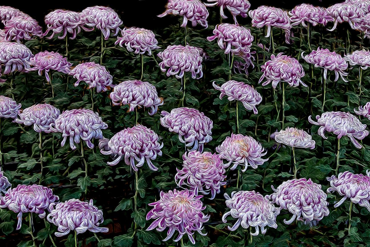 Barry Guthertz Color Photograph – Tanzende Chrysanthemen