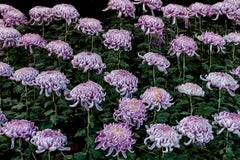 Dancing Chrysanthemums