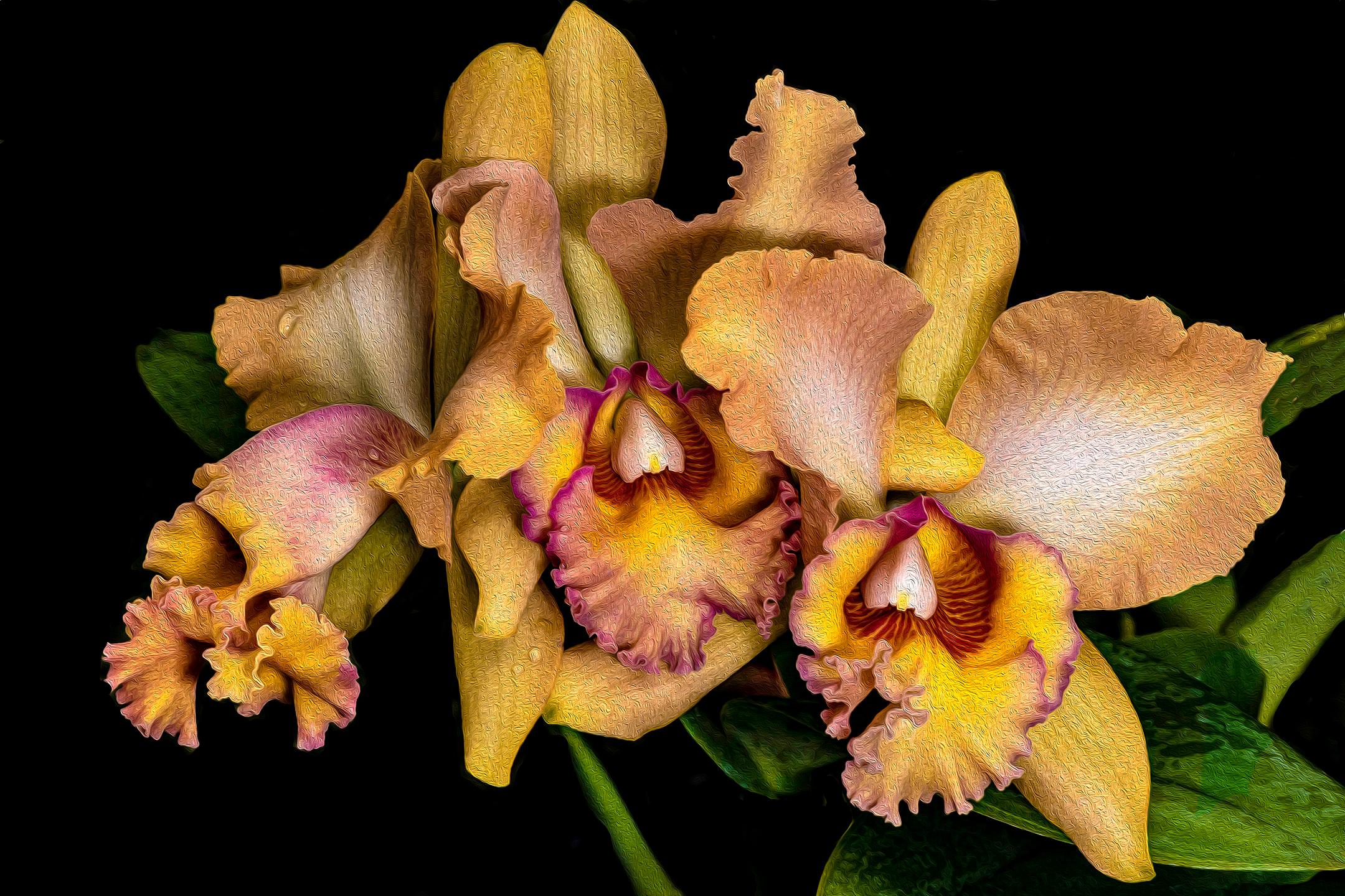 Barry Guthertz Color Photograph - Floating Orchids 