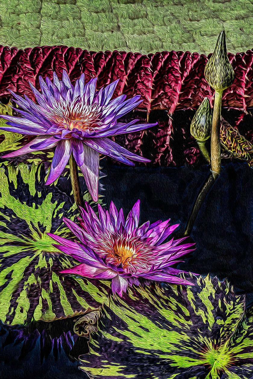 Barry Guthertz Portrait Photograph – Longwood Wasserlilien