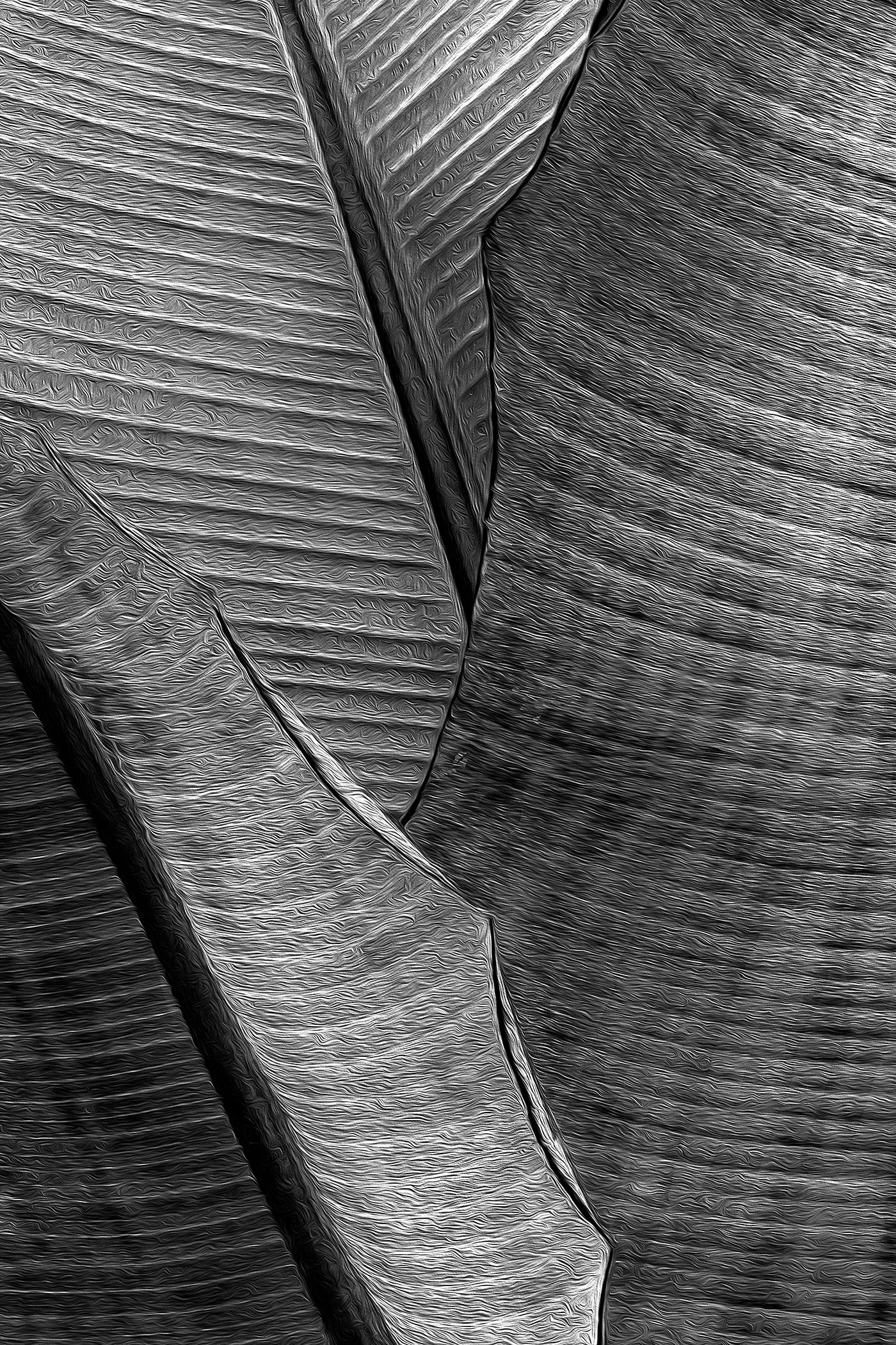 Barry Guthertz Black and White Photograph - Macro Leaf