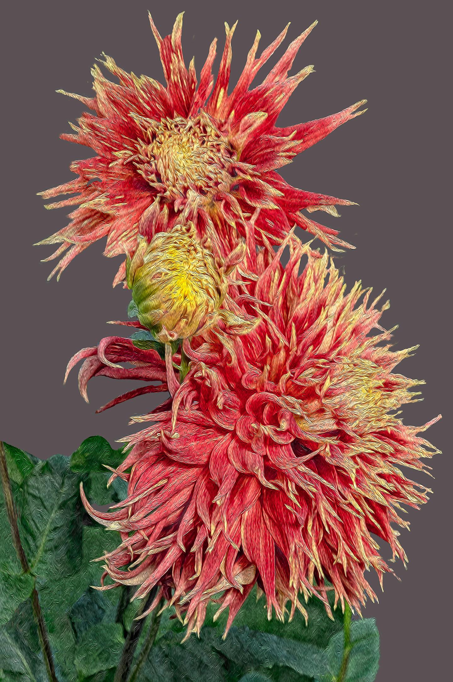 Barry Guthertz Color Photograph - NYBG Red Dahlias