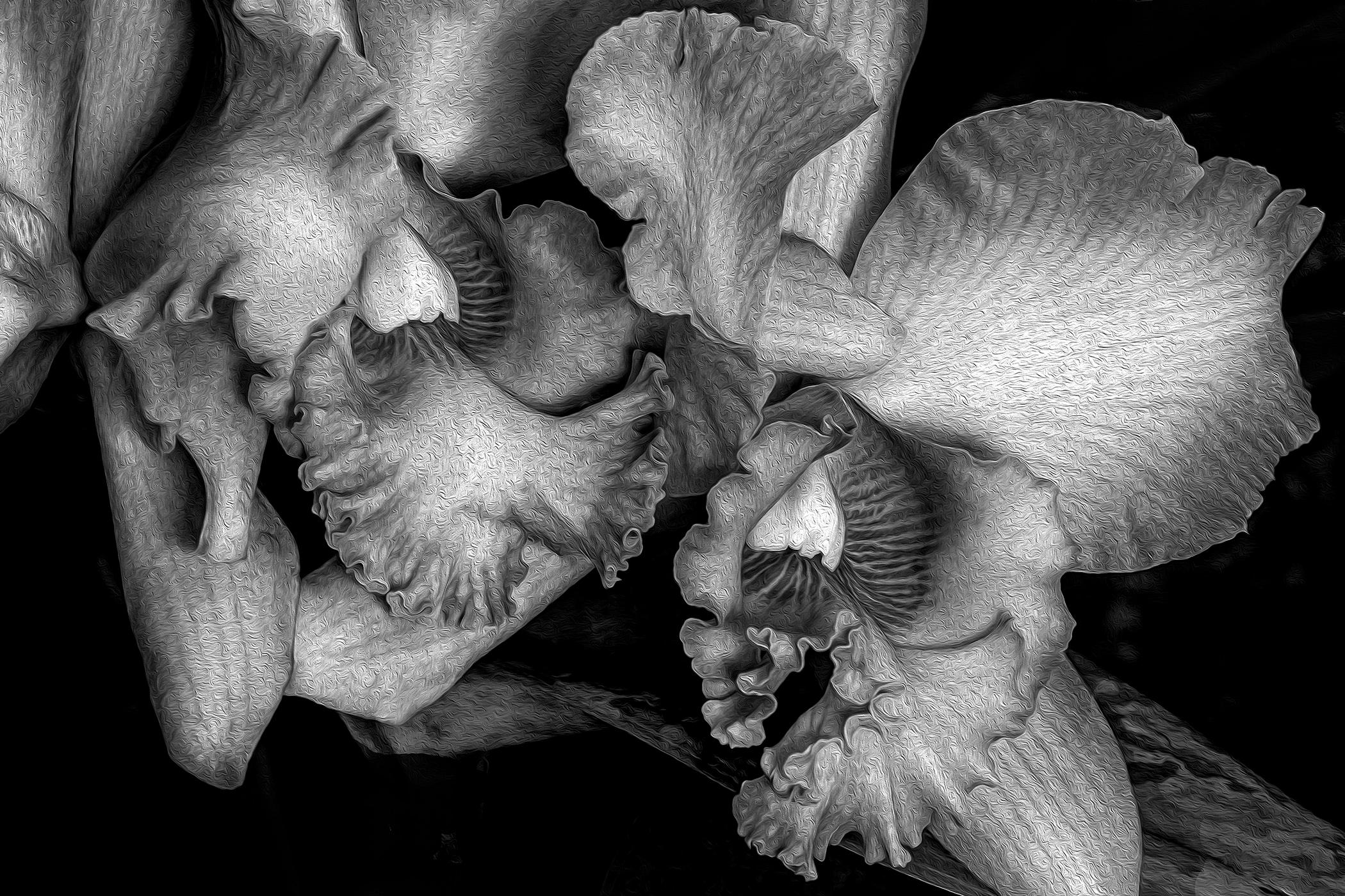 Barry Guthertz Portrait Photograph - Orchids Close-up