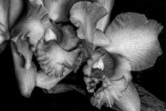 Orchideen Nahaufnahme