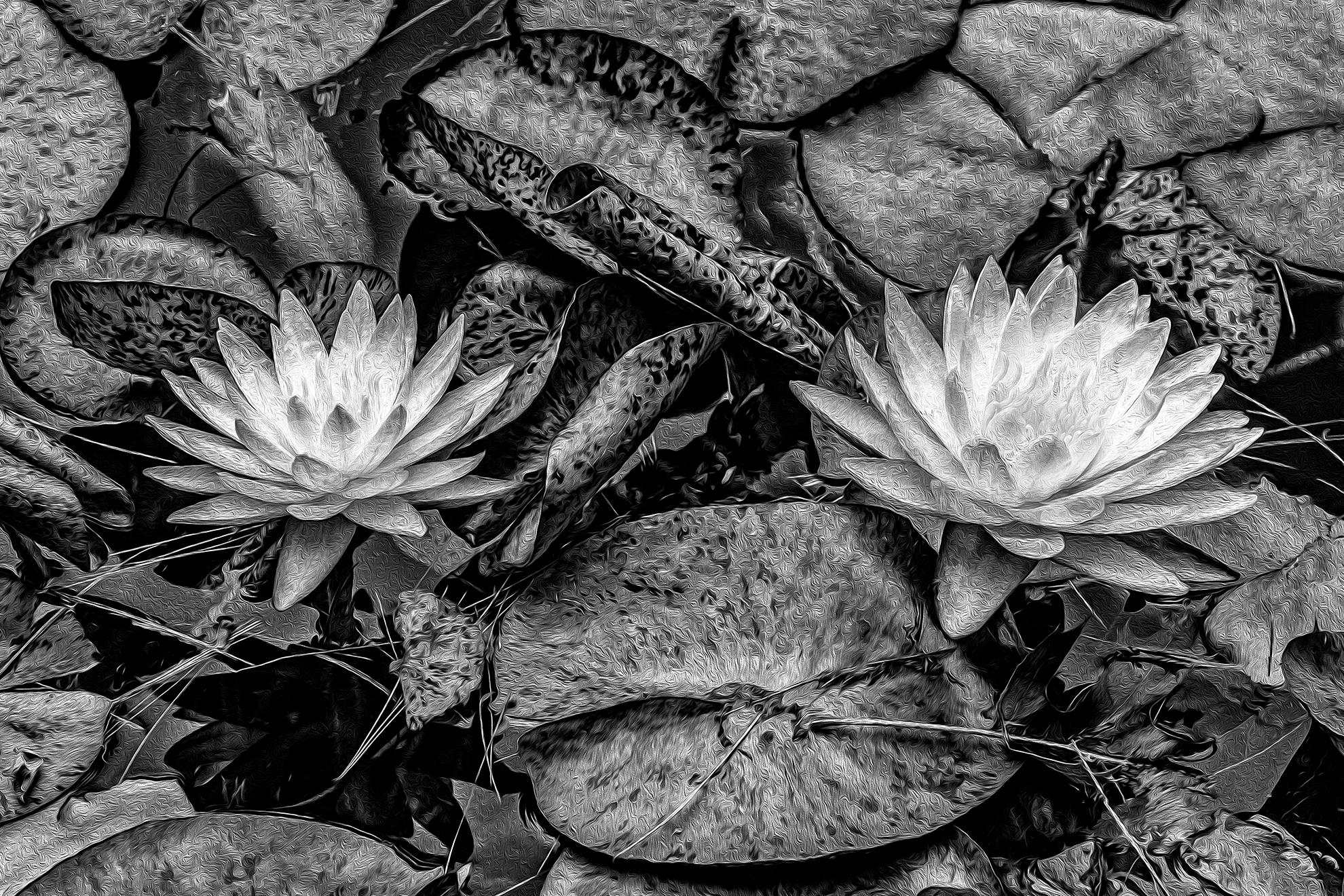 Barry Guthertz Black and White Photograph - Our Waterlilies