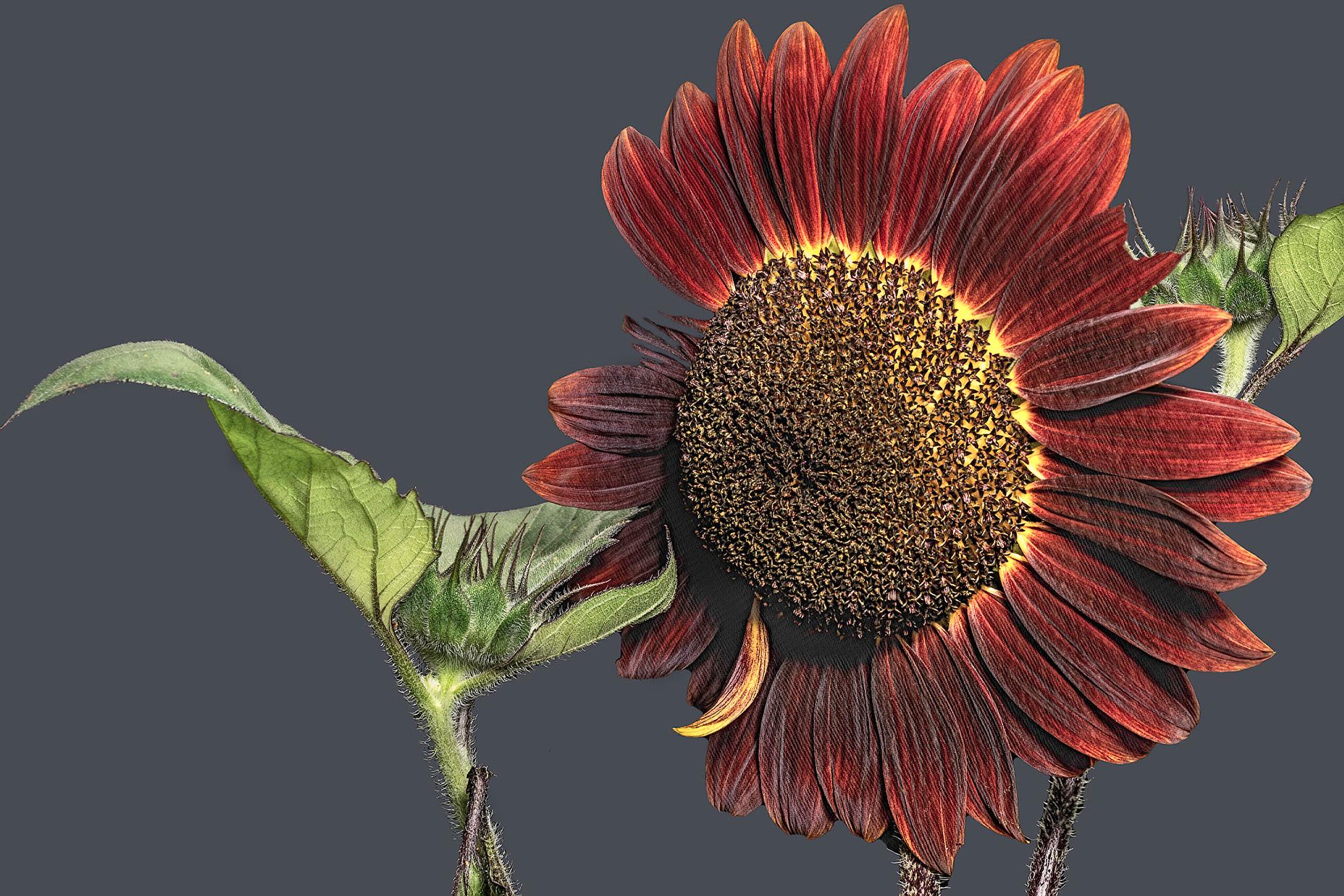 Barry Guthertz Still-Life Photograph - Sunflower New