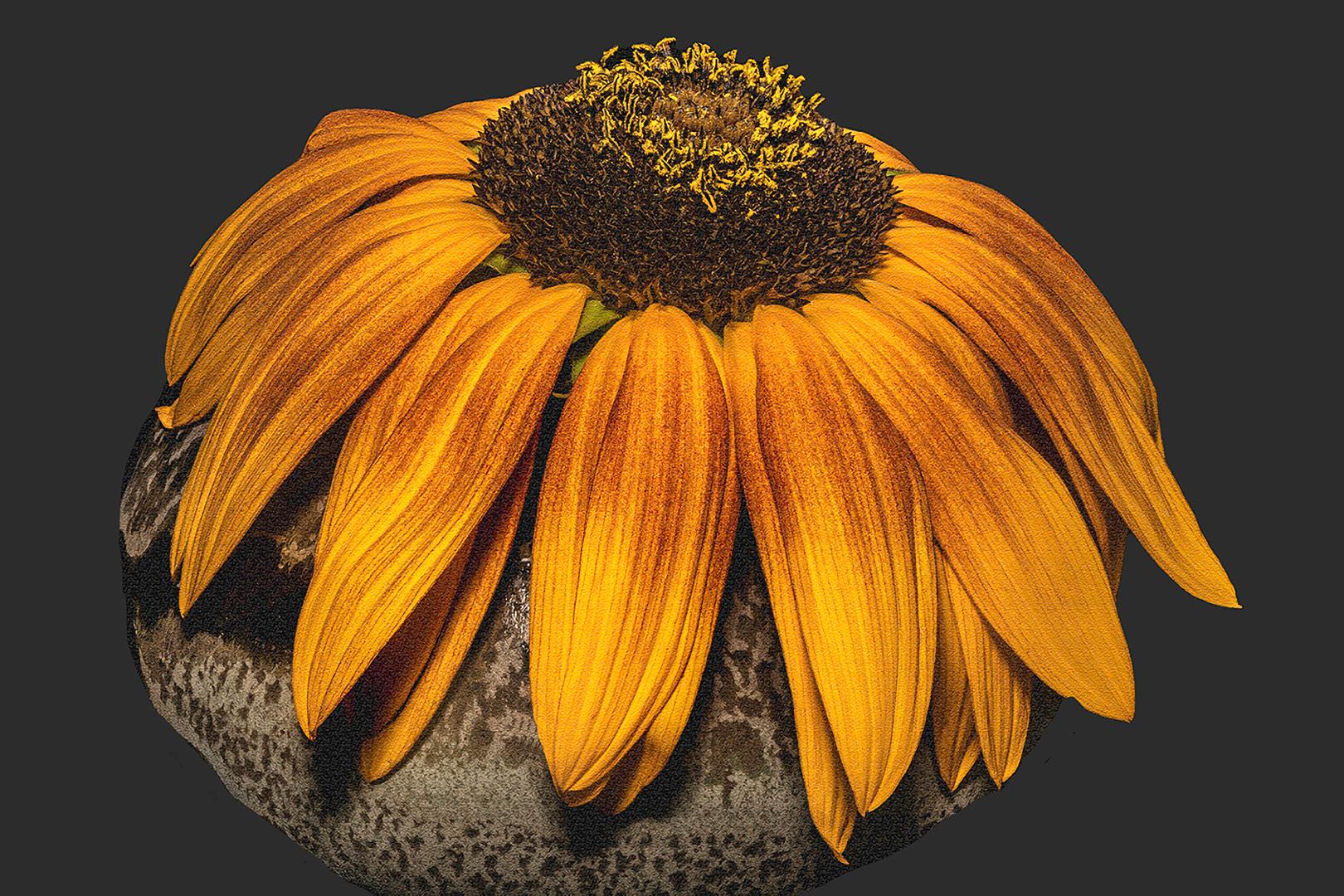 Barry Guthertz Still-Life Photograph – Sonnenblumen-Studie