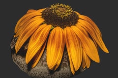 Sonnenblumen-Studie