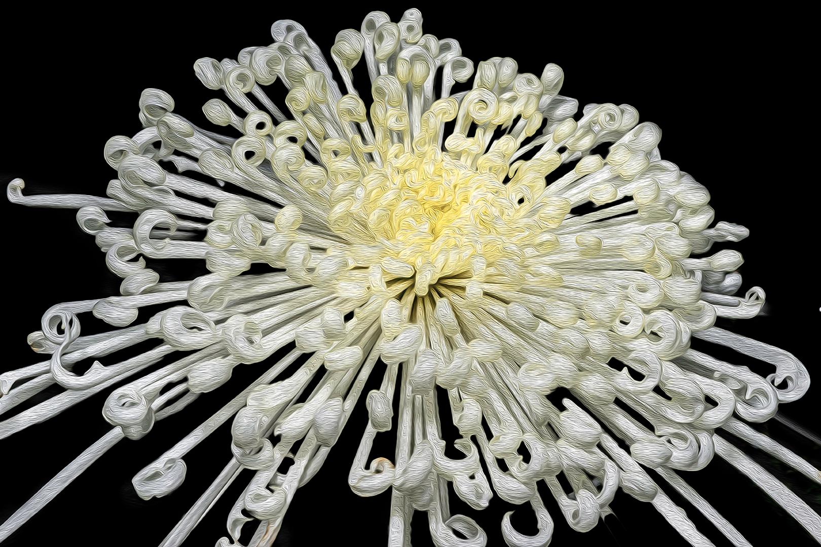 White Chrysanthemum