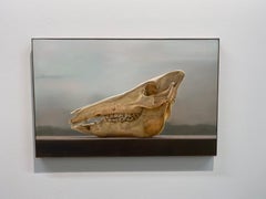 Teschio di cinghiale - Natura morta realistica del XXI secolo raffigurante un teschio