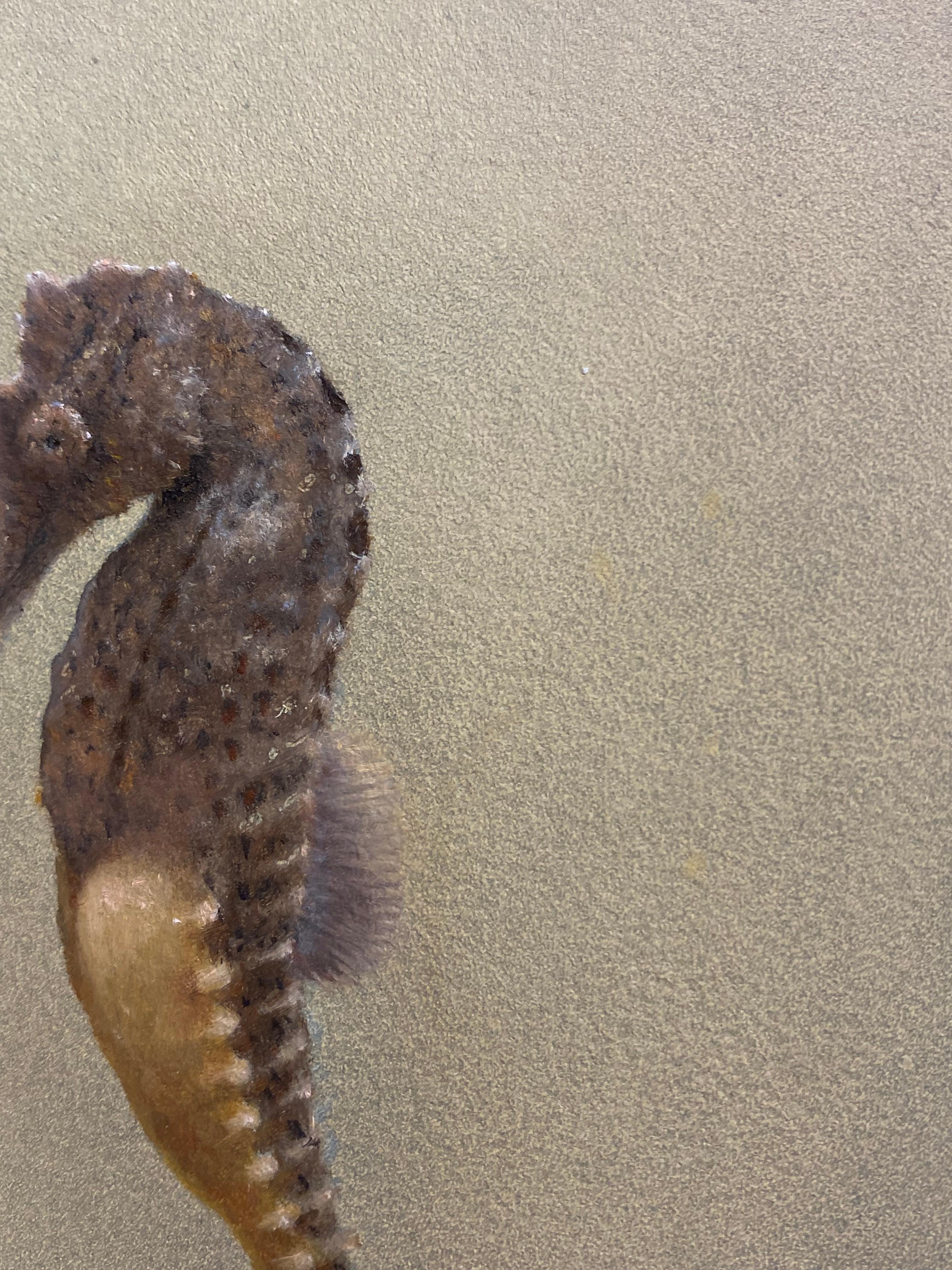 Bart Koning (Dutch artist)
Seahorse II
20,8 x 15,8 cm (Framed included in price 21,2 x 16,2)
Oil paint on wood panel

We're proud to introduce Dutch/ German artist Bart Koning.

Incredibly clever how the originally Dutch Bart Koning knows how to