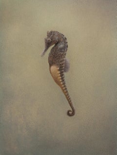 Cavalluccio marino II - Pittura realistica contemporanea del 21° secolo raffigurante una natura morta di un pesce
