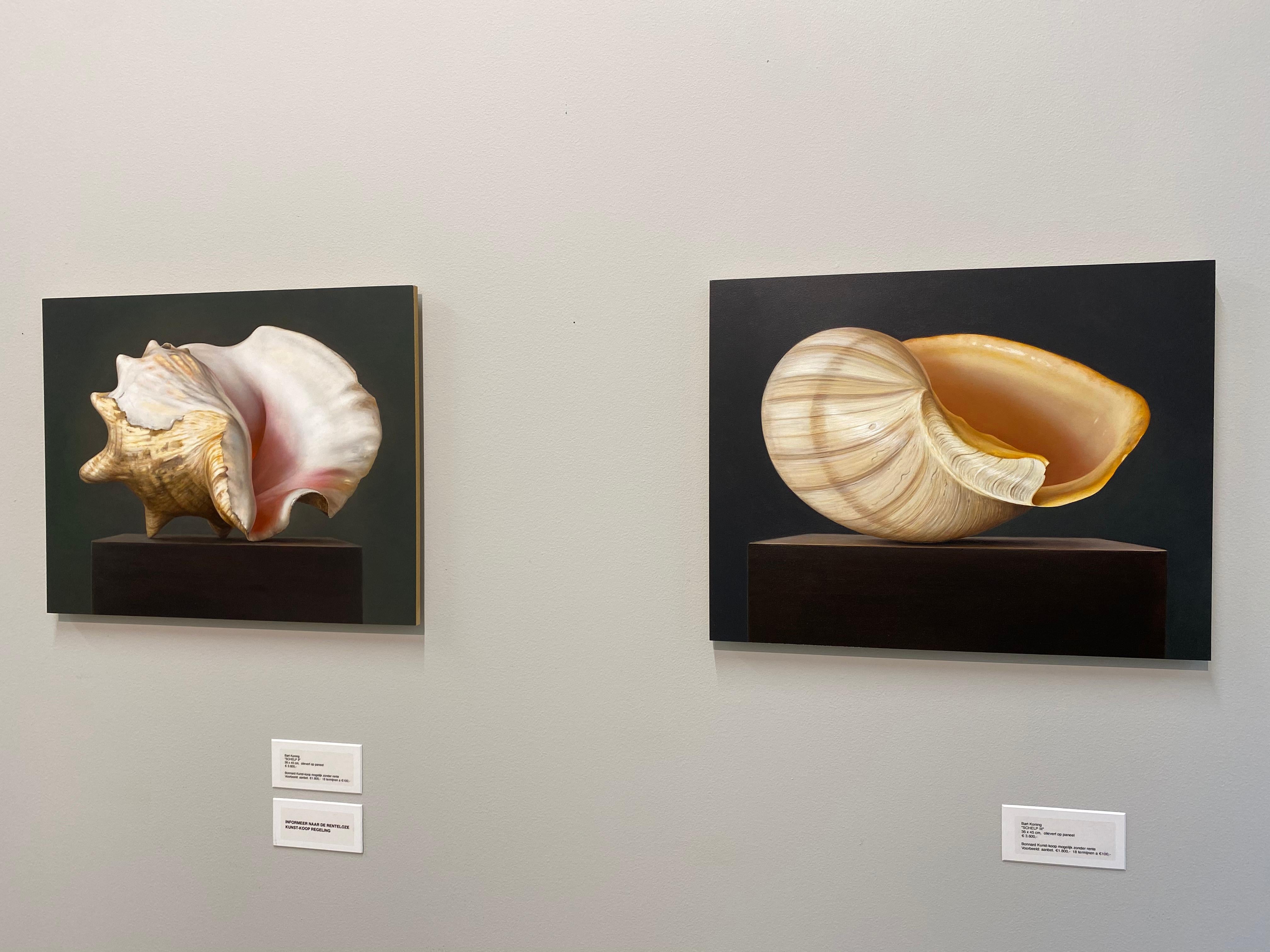 Shell (3) - 21st Century Hyper Realistic Still-life painting of a Shell  - Painting by Bart Koning