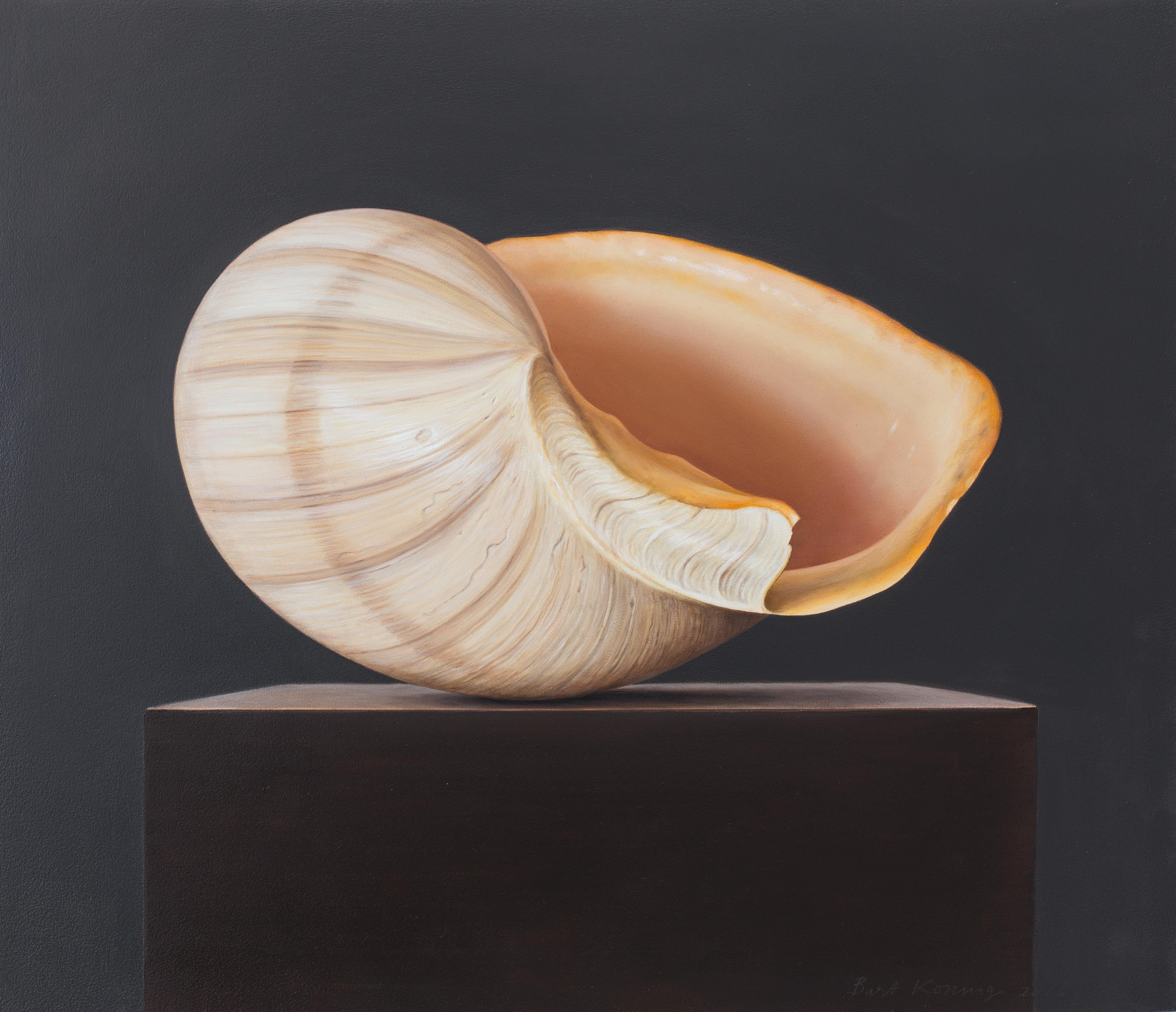 Bart Koning Still-Life Painting - Shell (3) - 21st Century Hyper Realistic Still-life painting of a Shell 