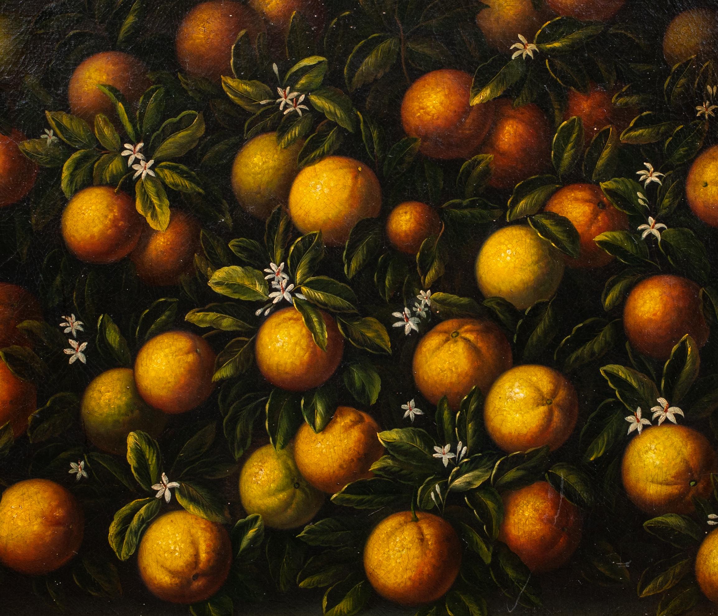 Natura morta di arance toscane, XVIII secolo 5
