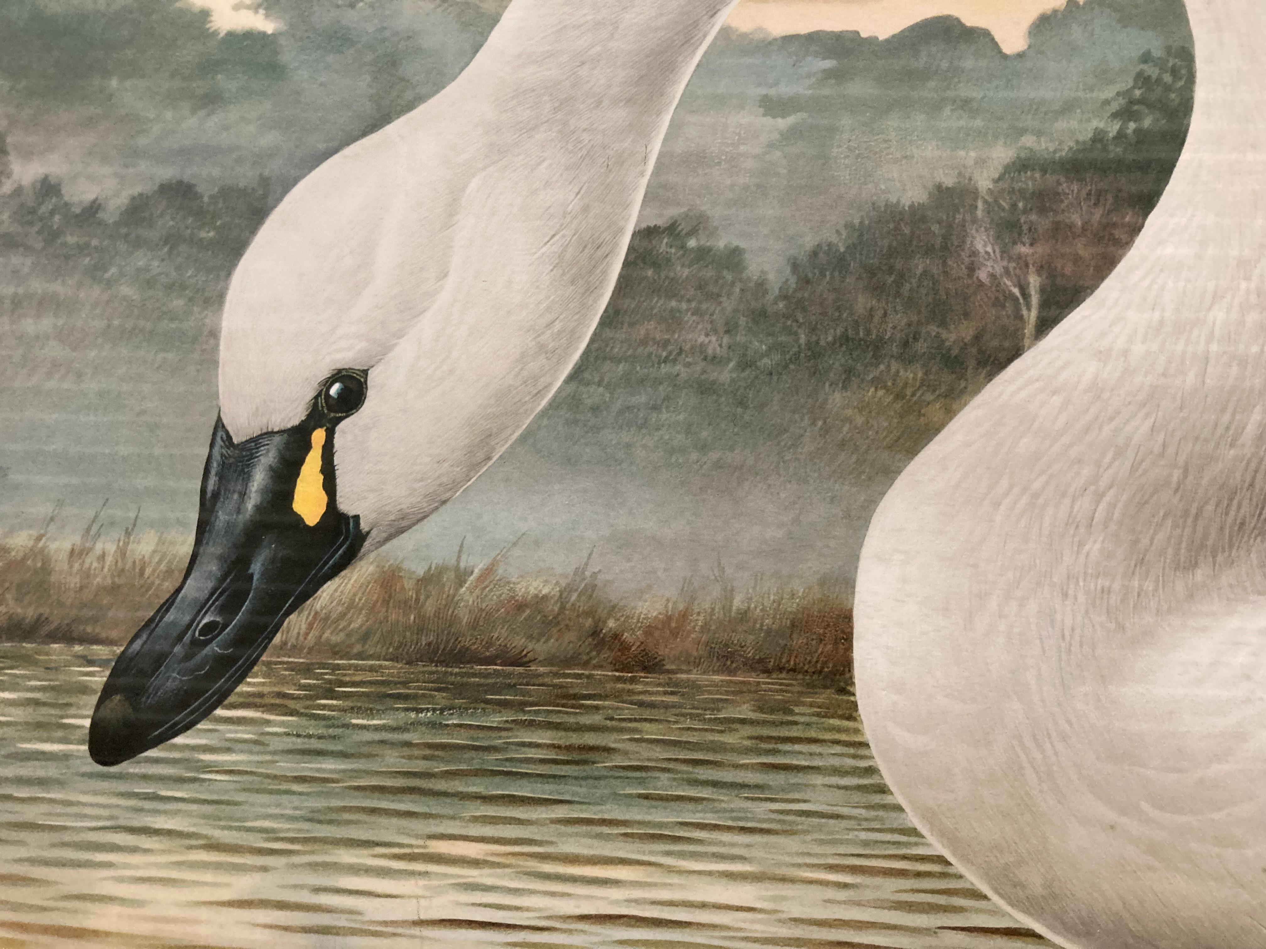 Tundra (Whistling) Swan - Print by Basil Ede