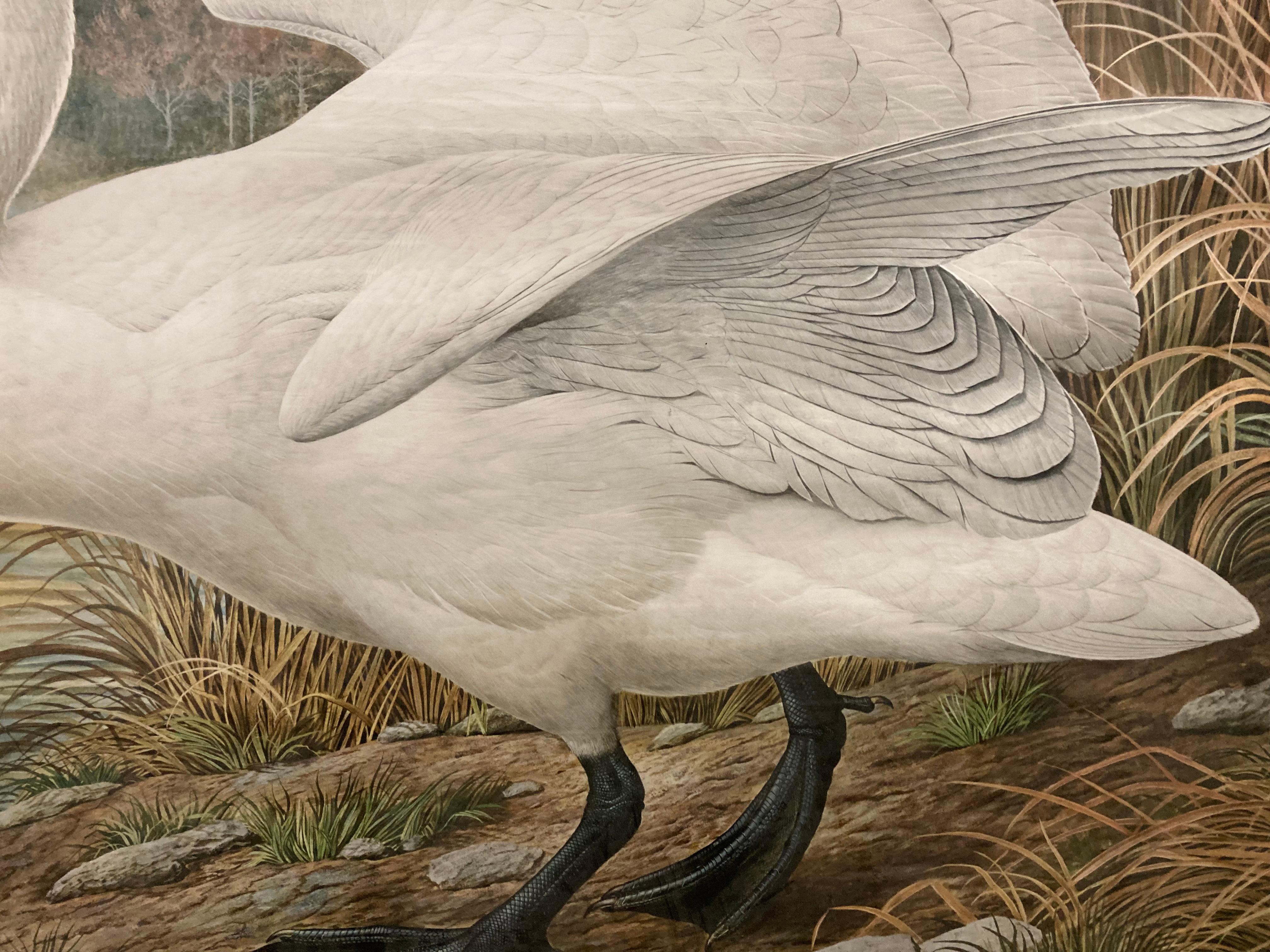 Tundra (Whistling) Swan - Beige Animal Print by Basil Ede