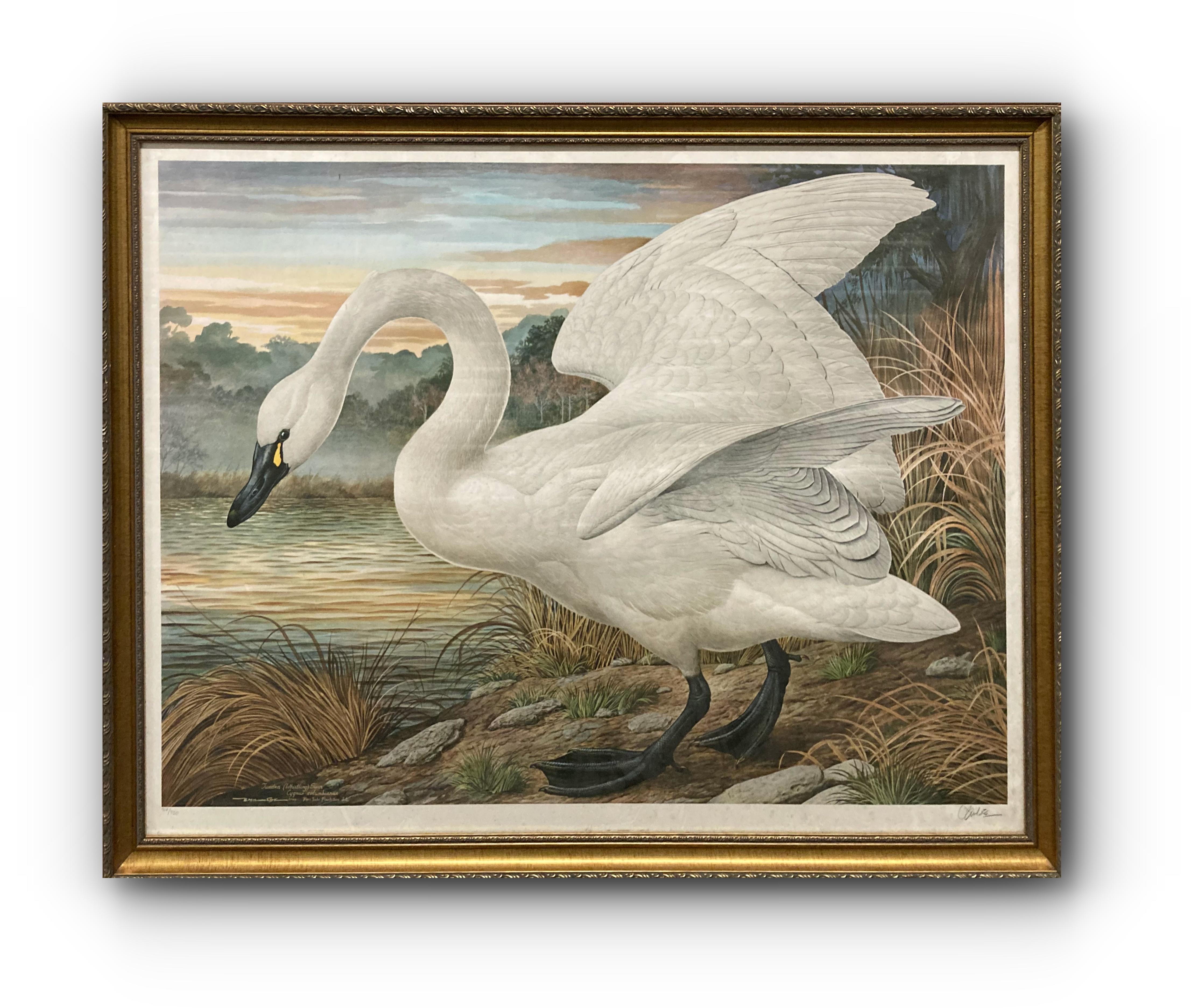 Basil Ede Animal Print - Tundra (Whistling) Swan