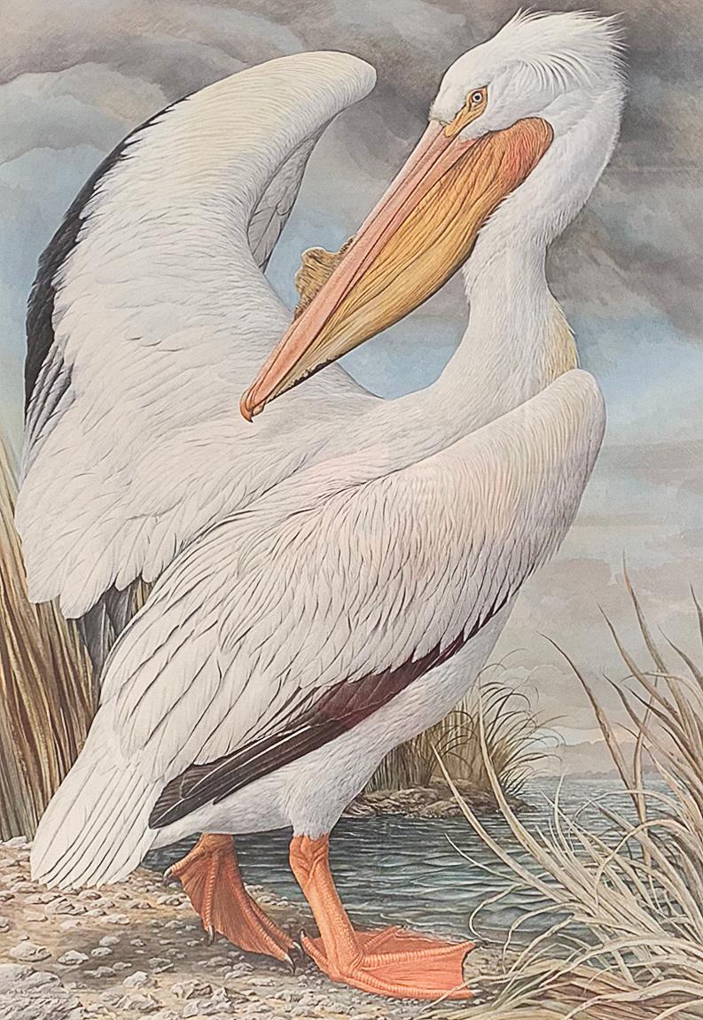 White Pelican - Print by Basil Ede