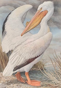White Pelican