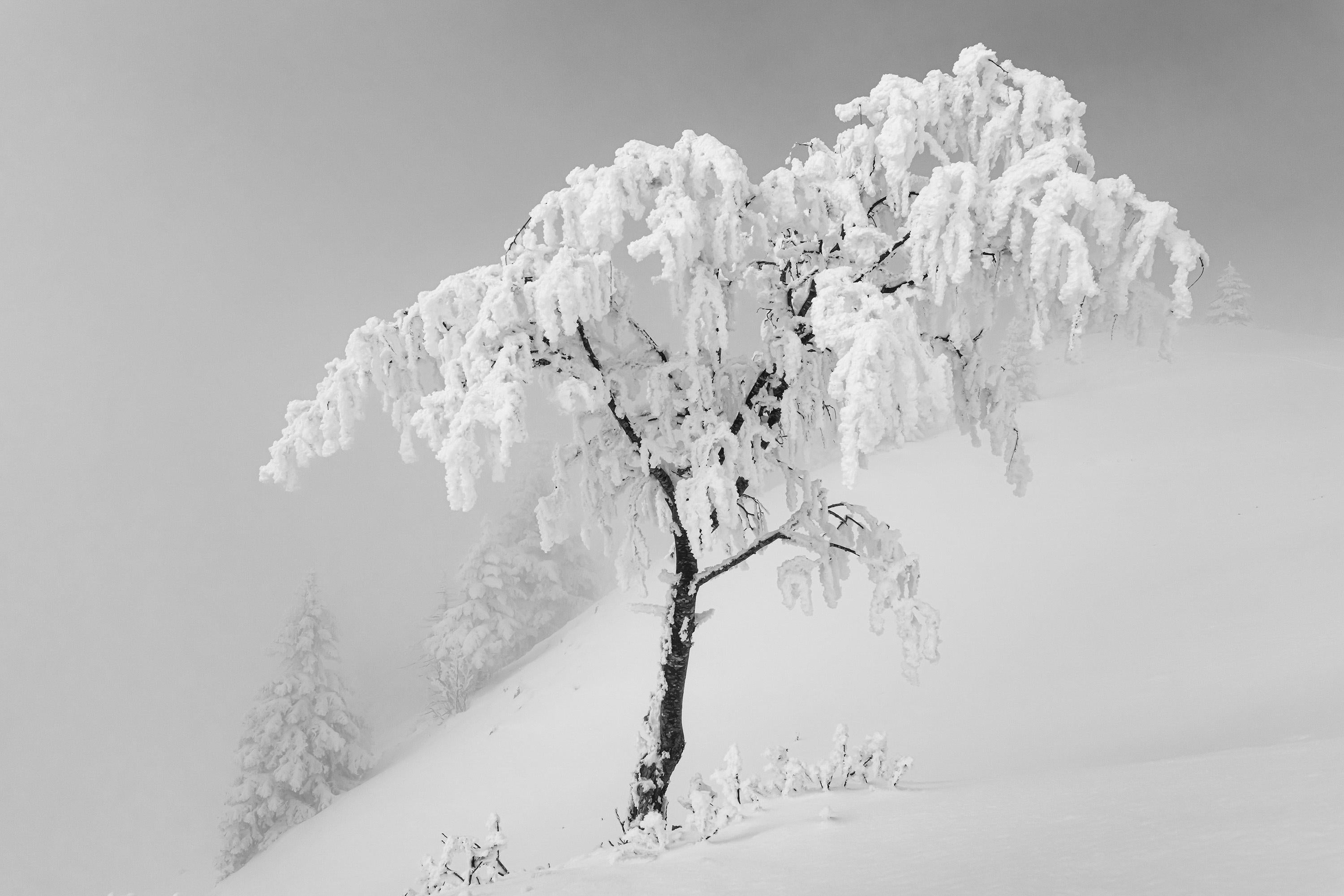 Basile Ducournau Landscape Photograph - Bend under the frost