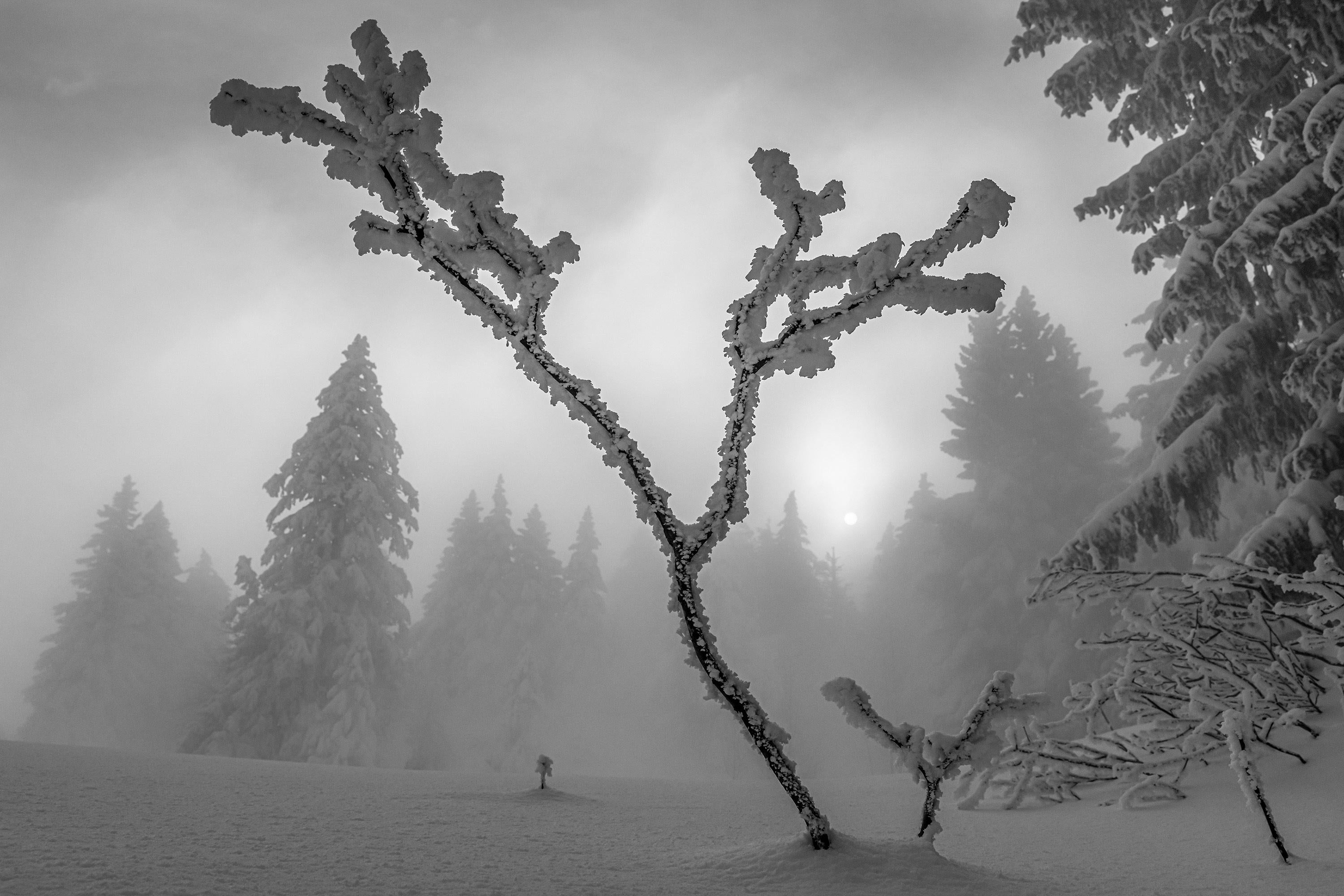 Basile Ducournau Landscape Photograph - Icy Branches