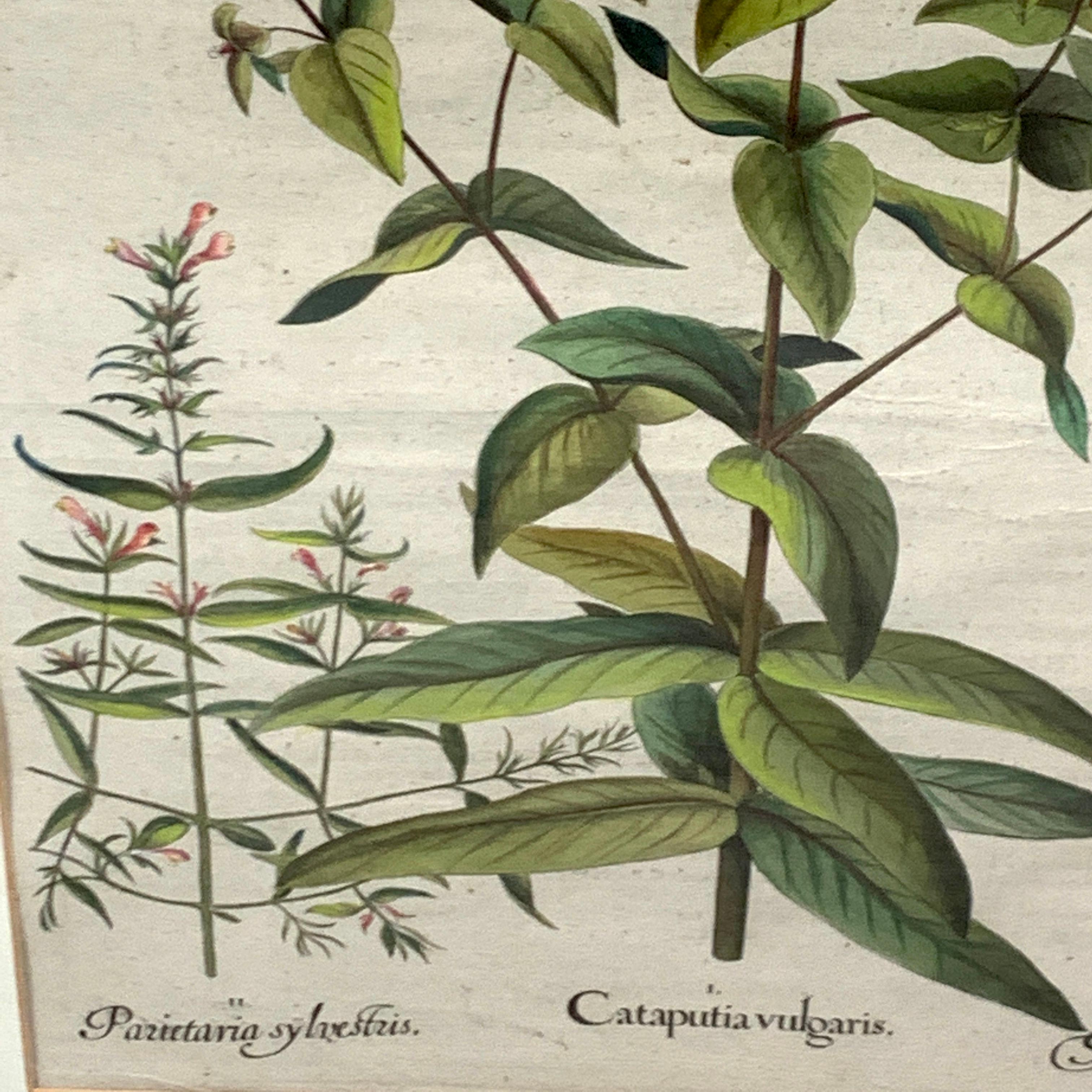 18th Century and Earlier Basilius Besler, Cataputa Vulgaris, VI For Sale