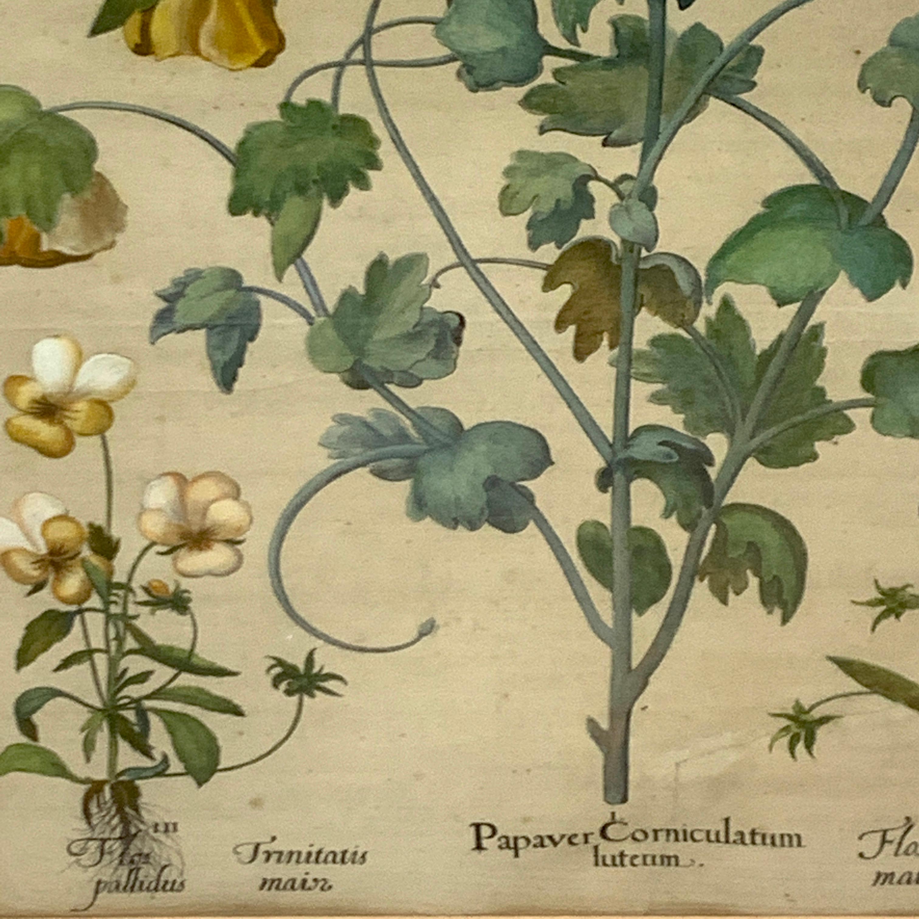 Basilius Besler, Papaver Cornicuulatum, VIII In Good Condition For Sale In Atlanta, GA