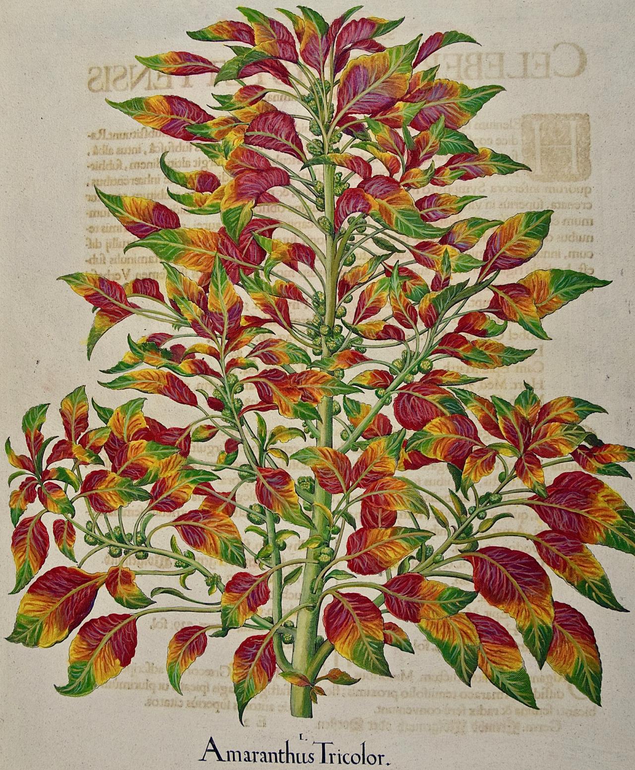 Amaranthus tricolor: A 17th-18th C. Besler Hand-colored Botanical Engraving - Print by Basilius Besler