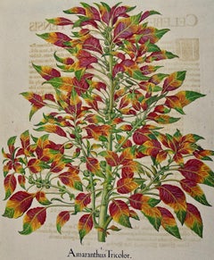 Amaranthus tricolor: A 17th-18th C. Besler Hand-colored Botanical Engraving