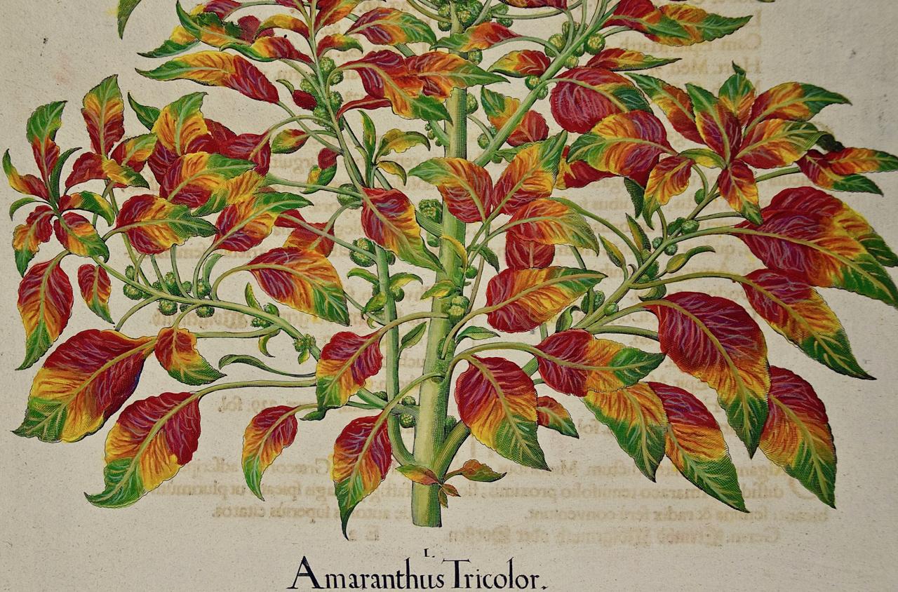 Amaranthus tricolor: A 17th-18th C. Besler Hand-colored Botanical Engraving - Academic Print by Basilius Besler